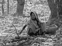 "Woman Collecting Wood"     Bandhavgarh National Park, India