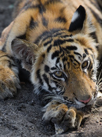 "Tiger Cub's Inquisitive Stare"     Bandhavgarh National Park, India