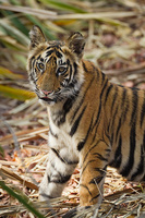 "Tiger Cub"     Bandhavgarh National Park, India