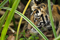 "Tiger Cub in Thicket"     Bandhavgarh National Park, India