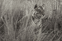 "Male Tiger Sitting in Grass II"     Kanha National Park, India