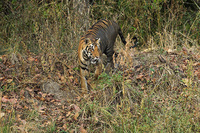 "Tigress Moving Through Jungle II"     Kanha National Park, India