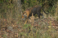 "Tigress Moving Through Jungle I"     Kanha National Park, India