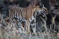 "Tigress Exhibiting Flehmen Response (Picking Up Scent)"     Bandhavgarh National Park, India