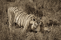 "Tiger Kill I (Sepia)"     Kanha National Park, India