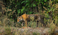 "Tigress on the Prowl"     Kanha National Park, India