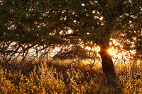 "Luscious Oak Savanna I"     Stanford Dish Park, California