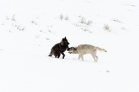 "Wolves at Play II (Druid Pack 2008)"     Lamar Valley, Yellowstone National Park, Wyoming