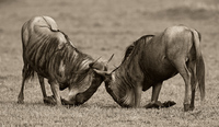 "Sparring Wildebeest"    Masai Mara Game Reserve, Kenya