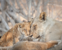 "Lioness and Cub (Tender Moment)"     South Luangwa National Park, Zambia