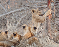 "Lion Cub at Play"     South Luangwa National Park, Zambia