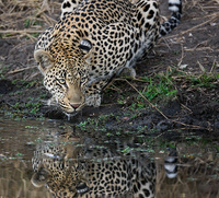 "Leopard Drinking"     Londolozi Game Reserve, South Africa