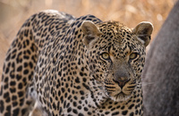 "Male Leopard"     Londolozi Game Reserve, South Africa