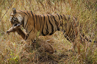 "Male Tiger Carrying Off his Prize"     Kanha National Park, India 
