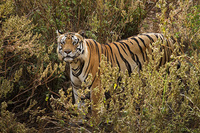 "Male Tiger Scanning for Chitals"     Kanha National Park, India