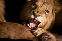 "Lion Defending His Meal (against other lions)"     South Luangwa National Park, Zambia