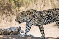 "Father and Son (Male Leopards)"     Londolozi Game Reserve, South Africa
