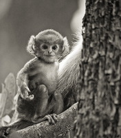 Timeless Wildlife (Sepia Toned)