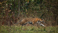 "Kanha Tigress Stalking I"     Kanha National Park, India