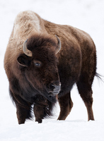 North America - Bison, Moose, Deer, etc.