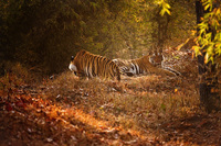 "Subadult Tigers"     Bandhavgarh National Park, India