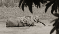 "Asian Elephants in River I"     Kaziranga National Park, India