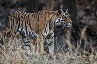 "Alert Tigress"     Bandhavgarh National Park, India