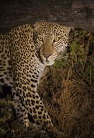 "Kaingo (Leopard at Night)"     South Luangwa National Park, Zambia