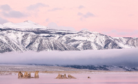"Mono Lake South Tufa II"  Eastern Sierra Nevada, California