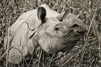 "Greater One Horned Rhinoceros (Female)"     Kaziranga National Park, India