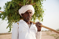 "Bishnoi Shepherd I"     Rajasthan, India