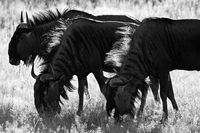 © All Images and Content Copyright Gero Heine 2005-2013.  All Rights Reserved.