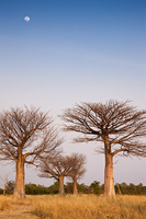 "Moon over Baobab Forest"     South Luangwa National Park, Zambia