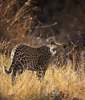 "Male Leopard in Grass"     Londolozi Game Reserve, South Africa