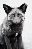 "Fox Portrait (Black Variant of Red Fox)"     Washington State