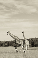 "Two Giraffes (Sepia)"     Kgalagadi Transfrontier Park, South Africa