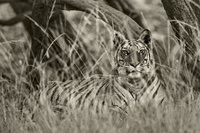 "Tigress Sitting in Grass"     Bandhavgarh National Park, India