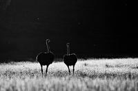 © All Images and Content Copyright Gero Heine 2005-2013.  All Rights Reserved.