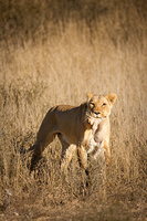 "Lioness Moving Cub I"     Kgalagadi Transfrontier Park, South Africa