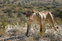 "Lioness Moving"     Kgalagadi Transfrontier Park, South Africa