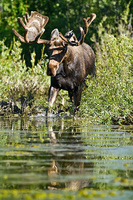 "Bull Moose II"     Grand Teton National Park, Wyoming