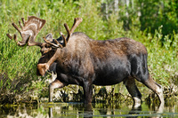 "Bull Moose I"     Grand Teton National Park, Wyoming