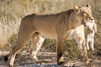 "Lioness Moving Cub II"     Kgalagadi Transfrontier Park, South Africa