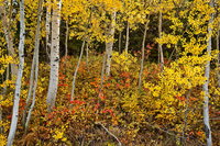 "Upper Grand Teton NP Fall Scene II"     Grand Teton National Park, Wyoming
