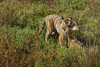 "Tiger Kill II"     Kanha National Park, India