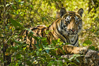 "Tiger Cub in Forest I"     Bandhavgarh National Park, India