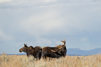 "Moose Couple I"     Grand Teton National Park, Wyoming