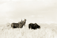"Moose Couple (Sepia)"     Grand Teton National Park, Wyoming