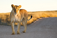 "Kalahari Lioness"     Kgalagadi Transfrontier Park, South Africa