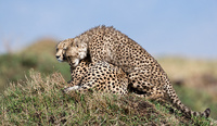 Africa - Cheetahs, Hyenas, etc.